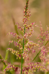 tall rice stocks and seed pods 
