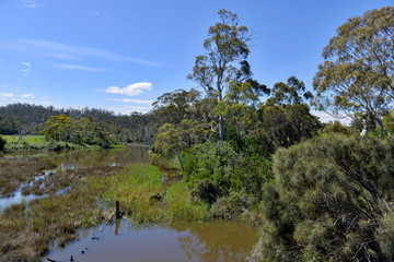 Australia bushland habitat, found in New South Wales, Victoria and Tasmania, where much wildlife live such as wallaby, kangaroo and for the former, koala