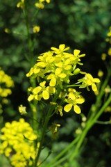 Barbarea flowers in the meadow, closeup