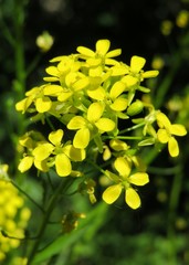 Beautiful yellow barbarea flowers in the garden, closeup 