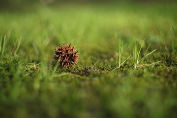 pine cone on the grass