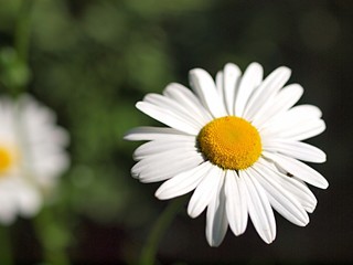 マーガレットの花のアップ