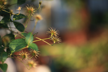 Art photo of a dried clematis flower on a polichrome blurred  background.Natural abstraction