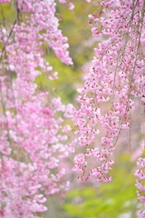満開の枝垂桜の花です