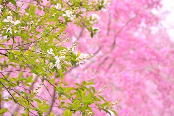 背景には枝垂桜の花と利休の白い花です