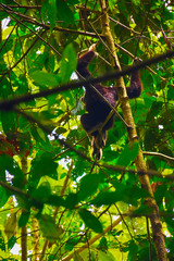 White-handed Gibbon in the treetop. Inside Khao Yai National Park (part 8)