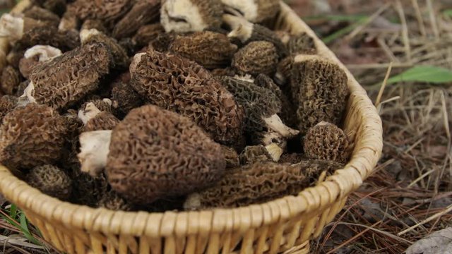 Morel Mushroom hunting hiking in the forest woods in spring in Traverse City Northern Michigan adventure vacation trip catching rain wild fungus out of this world family full basket of Morel Mushrooms