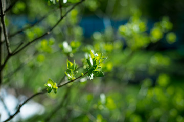 One twig with swell buds. Early spring. Selective focus.Buds on a tree branch swell ready to open, waiting for spring.Copy space.The first spring gentle leaves buds and branches.First sprout on tree