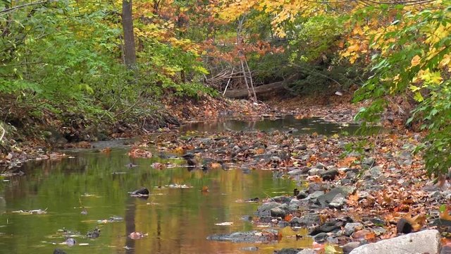 Leaves fall on the small creek as the water flows gently over rocks. The trees are changing colors during this peaceful autumn day. This stream is located at Iowa State University in Ames, Iowa.