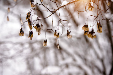 Snow-covered tree branches in a winter Park