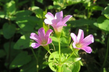 Fototapeta premium Beautiful purple oxalis flowers in Florida wild, closeup