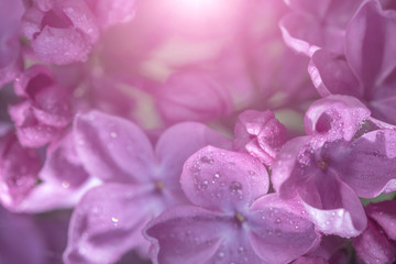 Springtime bunches of lilac blossoms on branches