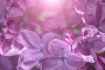 Keuken spatwand met foto Lentetrossen lila bloesems op takken © lms_lms