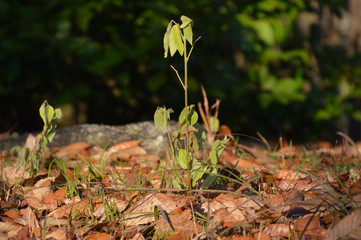 落ち葉が積もった地面から伸び出た幼木