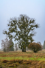 Tree with mistletoe in the park on hazy winter day