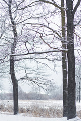 trees under snow in the winter forest