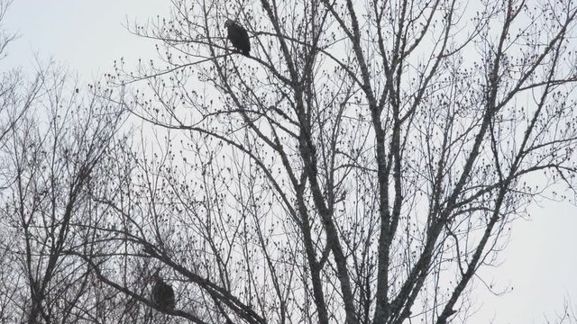 Bald Eagles roosting in a tree over the outfall channel of Jordan Lake Dam near Raleigh, North Carolina