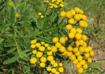 Yellow tansy flowers in the meadow, closeup