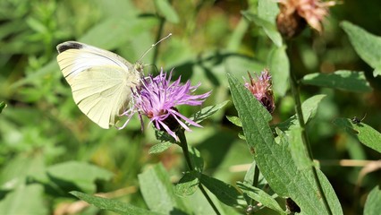 Butterfly cabbage on a meadow cornflower