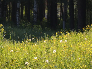 Obraz premium sunny meadow on the background of the forest
