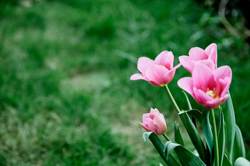 Fototapeta premium Pink tulips in garden background