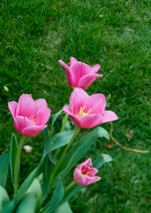 Pink tulips in garden background