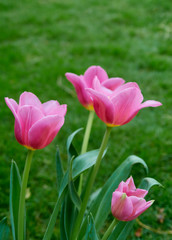 Pink tulips in garden background