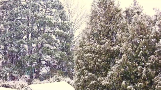 Snow storm from backyard window