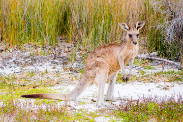 A cute Kagaroo found in Bournda National park