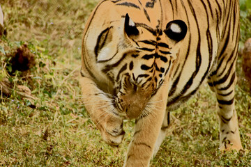 tiger licking toes
