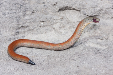 Scaly-foot Legless Lizard cleaning eye with tongue