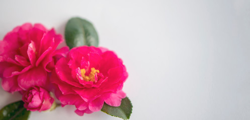 Fototapeta na wymiar 山茶花（サザンカ）Camellia sasanqua. 
