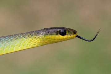 Common Tree Snake tasting the air with it's tongue