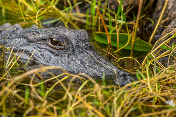 Alligator