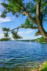 lake near Trakai castle on a Sunny summer day, in the foreground is a large branching tree