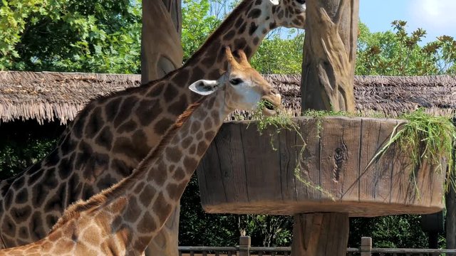 Two Giraffes eating grass in a zoo. Giraffes in safari park. Beautiful giraffes in the zoo.
