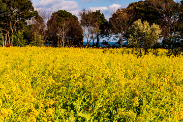 大神の早咲き菜の花