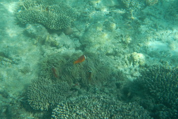 Cute orange clown fish swimming in the water of the Pacific Ocean near Fiji islands