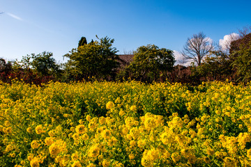 大神の早咲き菜の花