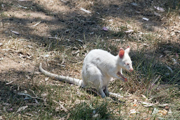 this is a side view of a  albino wallaby