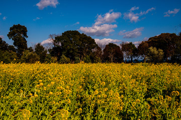 Obraz premium 大神の早咲き菜の花