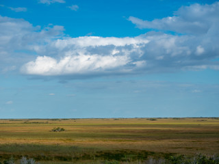 Fototapeta na wymiar Sea of Everglades saw grass under a brilliant blue sky with fluffy clouds in Everglades National Park, Florida, USA .