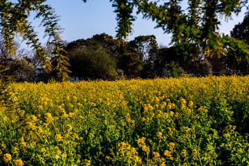 大神の早咲き菜の花