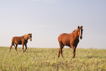 Fototapeta premium Horses graze in the summer on the meadow