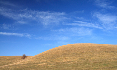 Autumn, a lonely tree standing on a slope against a blue sky