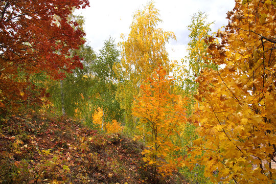 Multi-colored paints of the autumn forest