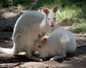 the albino red necked wallaby is feeding her joey