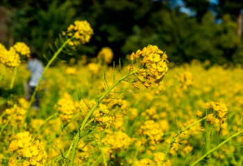 大神の早咲き菜の花
