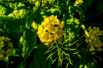 大神の早咲き菜の花