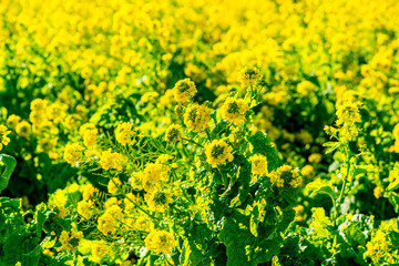 大神の早咲き菜の花